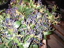 viburnum blue berry